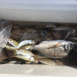 津田沖一文字で12〜15センチのアジ150匹