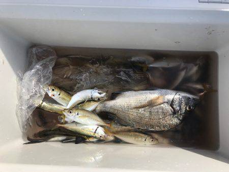 津田沖一文字で12〜15センチのアジ150匹