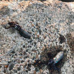 プチ但馬エリア遠征エギング