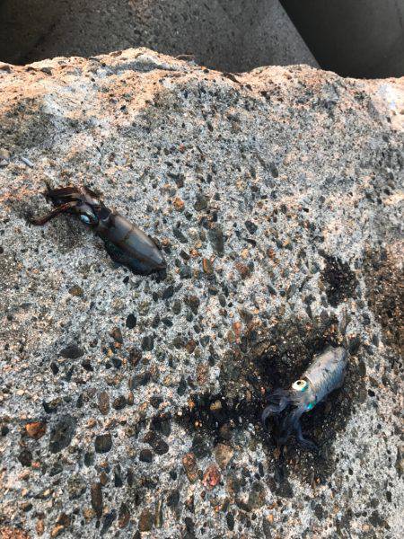 プチ但馬エリア遠征エギング