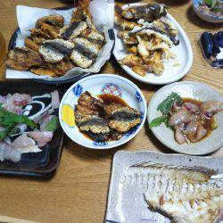 9月の海上釣堀オーパ!!