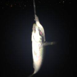 今季初タチウオ！