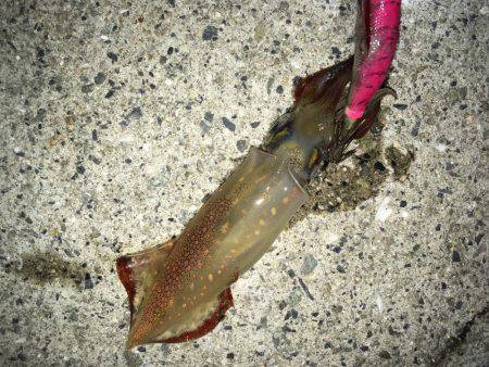 ケンサキ＆新子