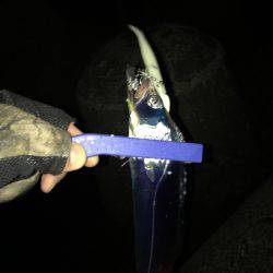 サゴシとカマスとタチウオと