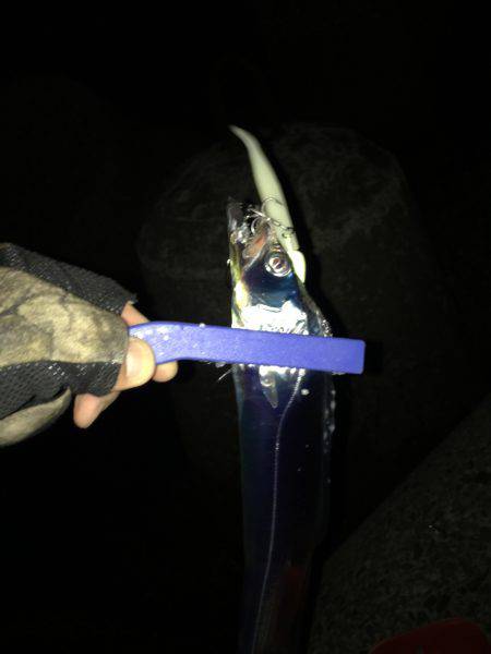 サゴシとカマスとタチウオと