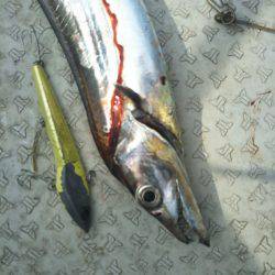 オフショアタチウオ