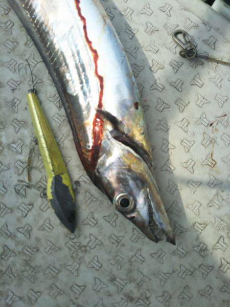 オフショアタチウオ