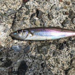 やった！シロギス