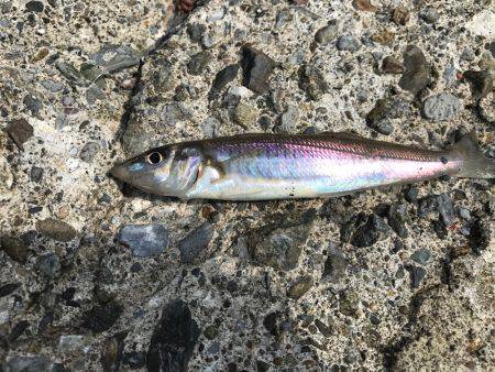 やった！シロギス