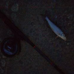 テナガエビ調査のはずがハゼ釣り