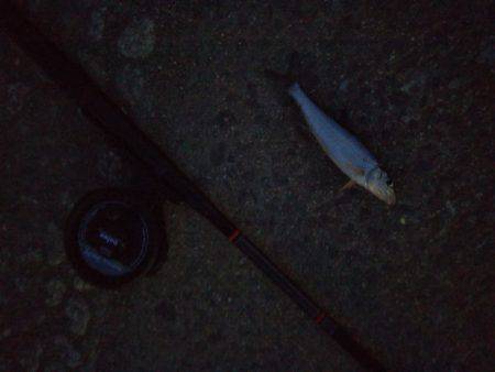 テナガエビ調査のはずがハゼ釣り