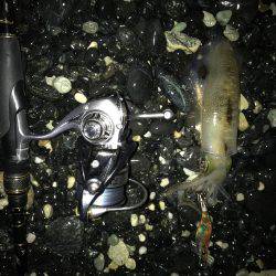 今年度第2回 新子エギング