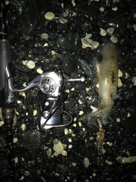 今年度第2回 新子エギング