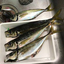 横須賀・走水港からタチウオ→アジのリレー船