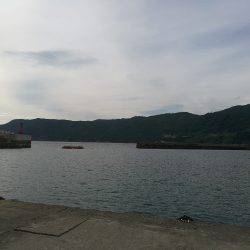 アオリイカ調査