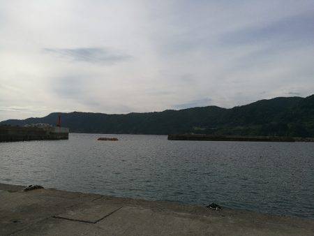 アオリイカ調査