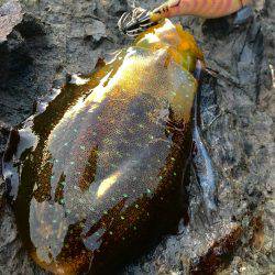 少し渋めの秋イカ釣行