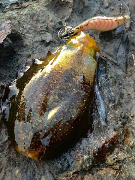 少し渋めの秋イカ釣行