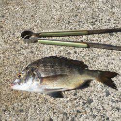 サヨリはどこに