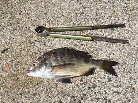 サヨリはどこに