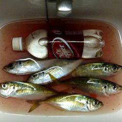 ショップ限定カラー調査