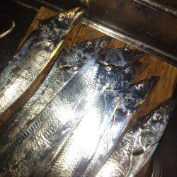 夕マズメ1時間釣行