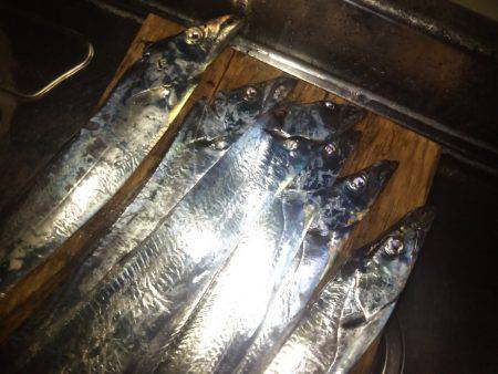 夕マズメ1時間釣行