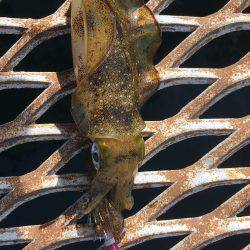 いつものように…ハマチからの〜アオリイカ