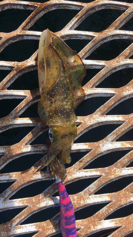 いつものように…ハマチからの〜アオリイカ