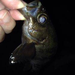 休み前アジング