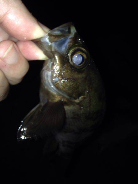 休み前アジング