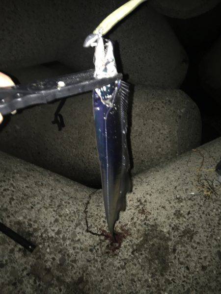 ライトショアジギンク