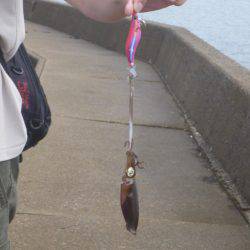 豊岡竹野港内でアオリイカ