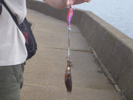 豊岡竹野港内でアオリイカ