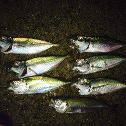 アジング、エギング