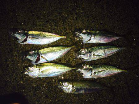 アジング、エギング