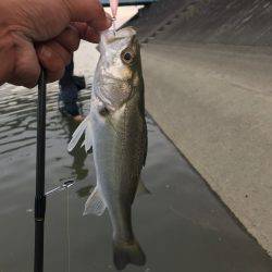 員弁川16時頃トップにて
