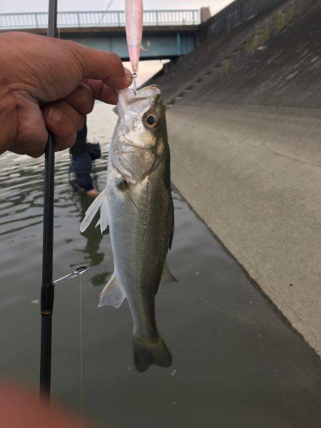 員弁川16時頃トップにて