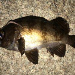 久しぶりにアジング成立！