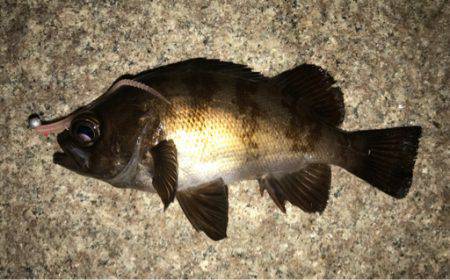 久しぶりにアジング成立！