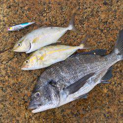 朝マヅメ高活性②