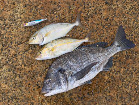 朝マヅメ高活性②