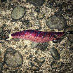 アオリとコウイカ