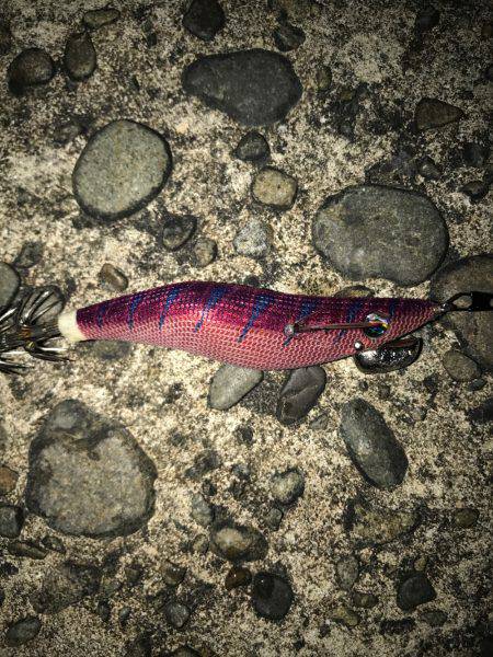 アオリとコウイカ