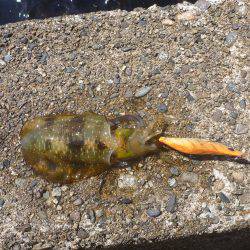 豊岡竹野港内でアオリイカ2日目