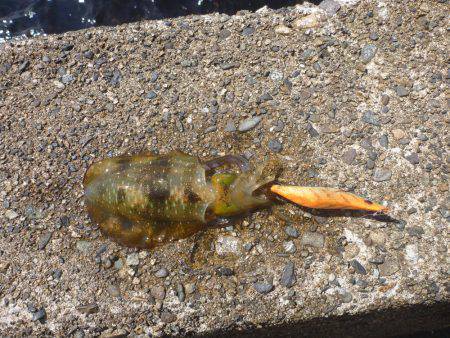 豊岡竹野港内でアオリイカ2日目