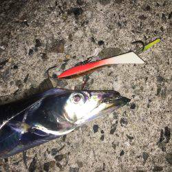 五目スプーンジグで楽しく五目釣り