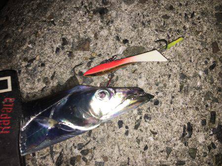 五目スプーンジグで楽しく五目釣り