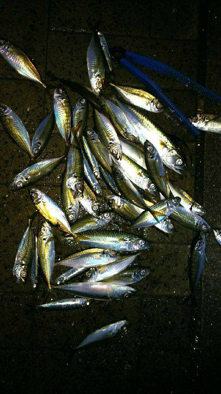 シーサイドコスモ アジ爆釣