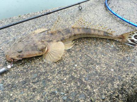 台風前に釣りに・・・